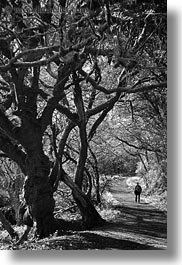 bear valley trail, black and white, california, forests, hikers, marin, marin county, nature, north bay, northern california, paths, plants, trees, vertical, west coast, western usa, photograph