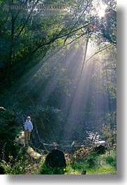 bear valley trail, california, forests, hikers, marin, marin county, nature, north bay, northern california, people, plants, sky, sun, sunbeams, tree tunnel, trees, vertical, west coast, western usa, womens, photograph