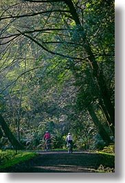 bear valley trail, bikers, california, forests, marin, marin county, nature, north bay, northern california, paths, plants, trees, under, vertical, west coast, western usa, photograph