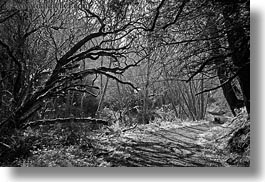 bear valley trail, black and white, california, forests, horizontal, lined, marin, marin county, nature, north bay, northern california, paths, plants, tree tunnel, trees, west coast, western usa, photograph