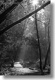 bear valley trail, black and white, bridge, california, forests, marin, marin county, nature, north bay, northern california, plants, sky, sun, sunbeams, tree tunnel, trees, vertical, west coast, western usa, woods, photograph