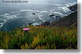 blues, california, colors, green, horizontal, ice plants, landscapes, marin, marin county, north bay, northern california, ocean, pink, west coast, western usa, photograph