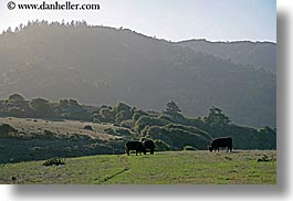 animals, california, cows, grazing, horizontal, marin, marin county, north bay, northern california, olema, west coast, western usa, photograph
