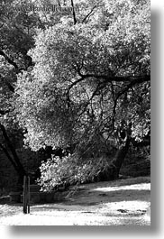 billowy, black and white, california, marin, marin county, north bay, northern california, phoenix lake park, ross, trees, vertical, west coast, western usa, photograph