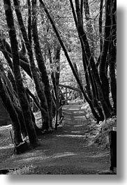 black and white, california, marin, marin county, north bay, northern california, paths, phoenix lake park, ross, trees, vertical, west coast, western usa, photograph