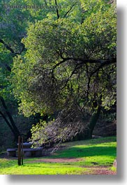 archways, branches, california, colors, forests, green, lush, marin, marin county, nature, north bay, northern california, phoenix lake park, plants, ross, scenics, trees, vertical, west coast, western usa, photograph