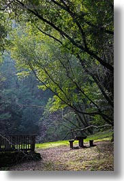 benches, california, colors, forests, green, lush, marin, marin county, nature, north bay, northern california, phoenix lake park, picnic, plants, ross, scenics, trees, vertical, west coast, western usa, photograph