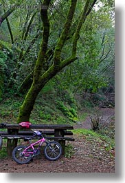 bicycles, california, colors, forests, green, lush, marin, marin county, nature, north bay, northern california, phoenix lake park, pink, plants, ross, scenics, trees, vertical, west coast, western usa, photograph