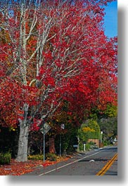 california, fall foliage, forests, marin, marin county, nature, north bay, northern california, phoenix lake park, plants, red, roads, ross, scenics, trees, vertical, west coast, western usa, photograph