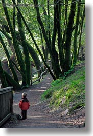 boys, california, childrens, colors, forests, green, lush, marin, marin county, nature, north bay, northern california, people, phoenix lake park, plants, ross, russel, scenics, trees, vertical, west coast, western usa, photograph