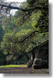 arching, branches, buildings, california, colors, forests, green, huts, lush, marin, marin county, nature, north bay, northern california, phoenix lake park, plants, ross, scenics, stones, structures, trees, vertical, west coast, western usa, woods, photograph