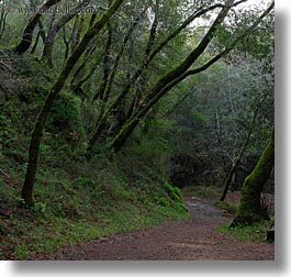 california, colors, forests, green, lush, marin, marin county, nature, north bay, northern california, paths, phoenix lake park, plants, ross, scenics, square format, trees, west coast, western usa, photograph