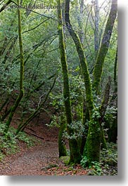 california, colors, forests, green, lush, marin, marin county, nature, north bay, northern california, paths, phoenix lake park, plants, ross, scenics, trees, vertical, west coast, western usa, photograph