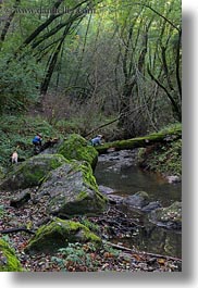 boys, california, childrens, colors, forests, green, lush, marin, marin county, nature, north bay, northern california, people, phoenix lake park, plants, ross, scenics, stream, trees, vertical, west coast, western usa, photograph