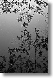 black and white, branches, california, marin, marin county, north bay, northern california, reflect, reflections, san francisco bay area, tennessee, vertical, water, west coast, western usa, photograph