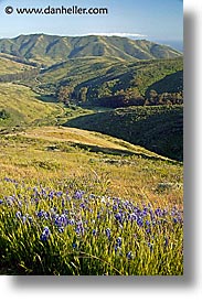 california, flowers, landscapes, marin, marin county, north bay, northern california, san francisco bay area, tennessee, tennessee valley, valley, vertical, west coast, western usa, photograph