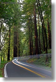 california, car headlights, cars, colors, forests, green, headlights, light streaks, materials, mendocino, motion blur, nature, plants, redwood trees, redwoods, slow exposure, streets, trees, vertical, west coast, western usa, woods, photograph
