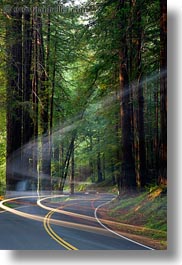 california, car headlights, cars, colors, forests, green, headlights, light streaks, long exposure, materials, mendocino, motion blur, nature, plants, redwood trees, redwoods, streets, trees, vertical, west coast, western usa, woods, photograph