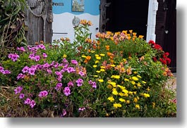 california, colorful, flowers, horizontal, mendocino, nature, west coast, western usa, photograph
