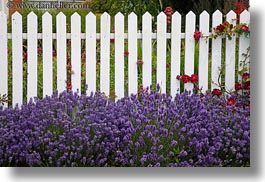 california, fences, flowers, horizontal, mendocino, nature, west coast, western usa, white, photograph
