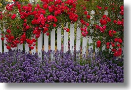 california, fences, flowers, horizontal, mendocino, nature, west coast, western usa, white, photograph