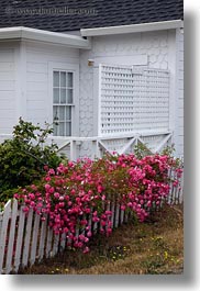 california, fences, flowers, mendocino, nature, vertical, west coast, western usa, white, photograph