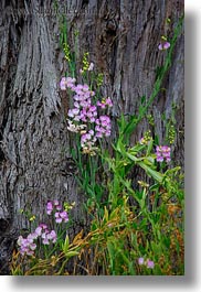 california, flowers, fog, mendocino, nature, pink, trees, vertical, west coast, western usa, photograph