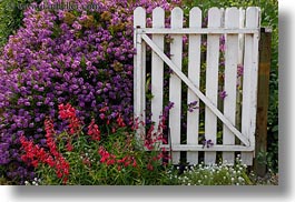 california, flowers, gates, horizontal, mendocino, nature, purple, west coast, western usa, white, photograph