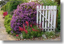 california, flowers, gates, horizontal, mendocino, nature, purple, west coast, western usa, white, photograph