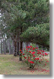 among, california, flowers, mendocino, nature, red, trees, vertical, west coast, western usa, photograph