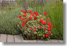 california, flowers, geraniums, horizontal, mendocino, nature, red, west coast, western usa, photograph