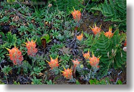 california, flowers, horizontal, long exposure, mendocino, nature, oranges, spiked, west coast, western usa, photograph