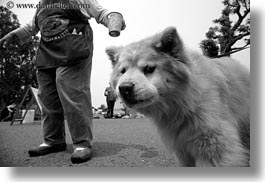 black and white, california, chow, dogs, emotions, horizontal, mendocino, suspicious, west coast, western usa, photograph