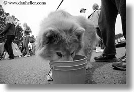 black and white, buckets, california, dogs, drinking, from, horizontal, mendocino, west coast, western usa, photograph