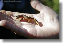 california, horizontal, mendocino, salamander, west coast, western usa, photograph