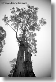 black and white, california, eucalyptus, fog, mendocino, nature, perspective, plants, trees, upview, vertical, west coast, western usa, photograph