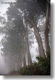 california, eucalyptus, fog, mendocino, nature, plants, trees, vertical, west coast, western usa, photograph