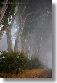 california, eucalyptus, fog, mendocino, nature, plants, trees, vertical, west coast, western usa, photograph