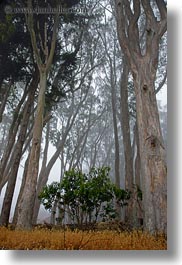 california, eucalyptus, fog, mendocino, nature, perspective, plants, trees, upview, vertical, west coast, western usa, photograph
