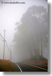 california, eucalyptus, fog, mendocino, nature, plants, roads, telephone wires, trees, vertical, west coast, western usa, photograph