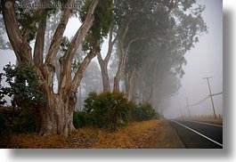 california, eucalyptus, fog, horizontal, mendocino, nature, plants, roads, telephone wires, trees, west coast, western usa, photograph
