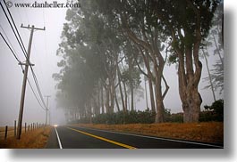 california, eucalyptus, fog, horizontal, mendocino, nature, plants, roads, telephone wires, trees, west coast, western usa, photograph