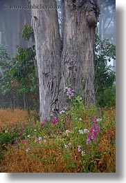 california, eucalyptus, flowers, fog, mendocino, nature, plants, trees, vertical, west coast, western usa, photograph