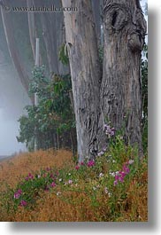 california, eucalyptus, flowers, fog, mendocino, nature, plants, trees, vertical, west coast, western usa, photograph