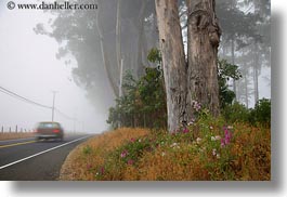 california, cars, eucalyptus, flowers, fog, horizontal, mendocino, nature, plants, trees, west coast, western usa, photograph