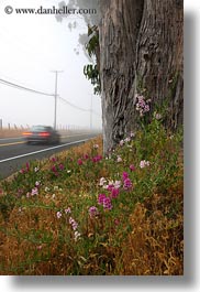 california, cars, eucalyptus, flowers, fog, mendocino, nature, plants, trees, vertical, west coast, western usa, photograph