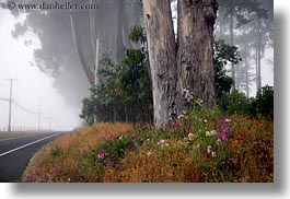 california, eucalyptus, flowers, fog, horizontal, mendocino, nature, plants, roads, trees, west coast, western usa, photograph