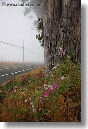 california, eucalyptus, flowers, fog, mendocino, nature, plants, roads, trees, vertical, west coast, western usa, photograph