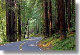 california, colors, forests, green, horizontal, long exposure, materials, mendocino, nature, plants, redwood trees, redwoods, streets, trees, west coast, western usa, woods, photograph