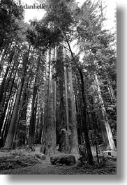 black and white, california, colors, forests, green, materials, mendocino, nature, perspective, plants, redwood trees, redwoods, tall, trees, upview, vertical, west coast, western usa, woods, photograph